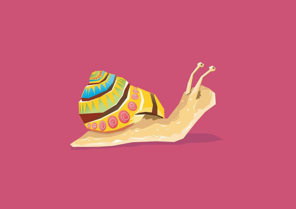 animal, snail, shell-2345418.jpg